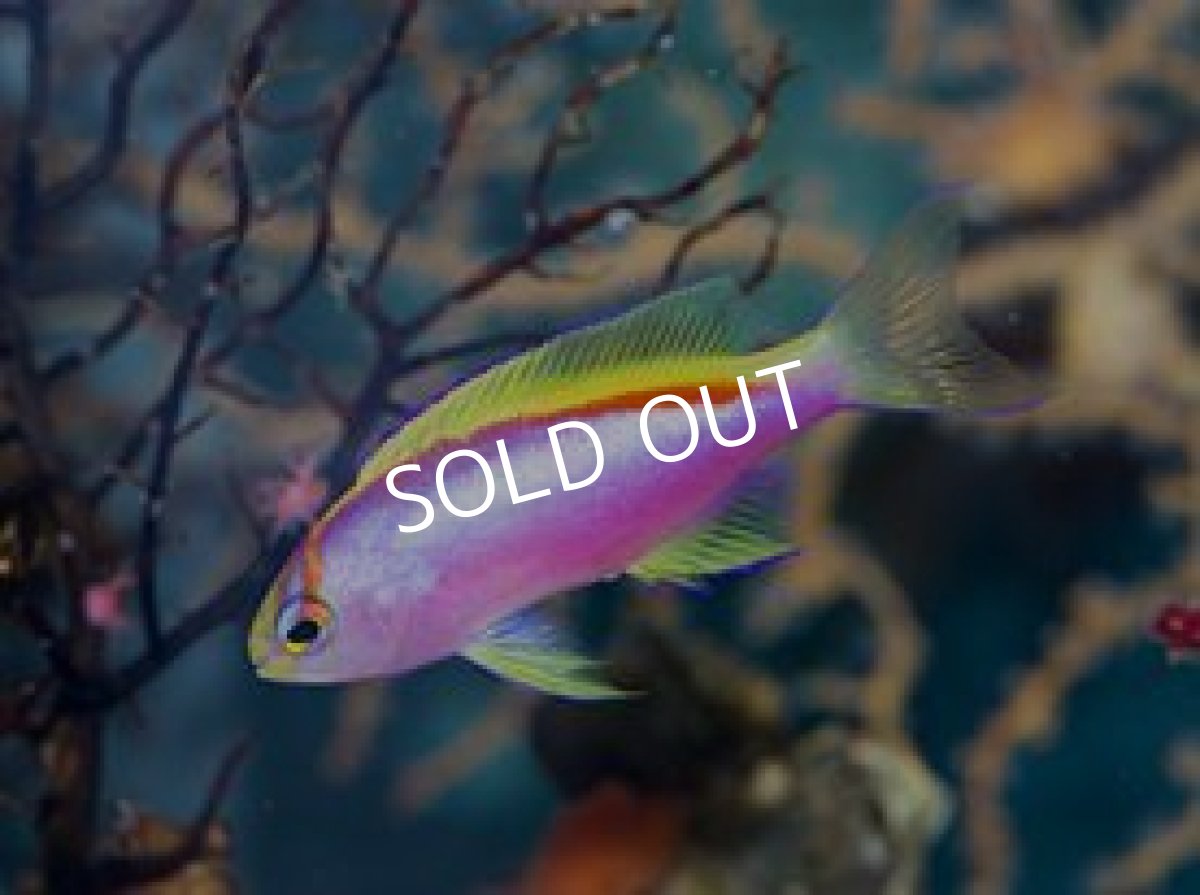 画像2: クック産　ベントラリスアンティアス　ペア (2)