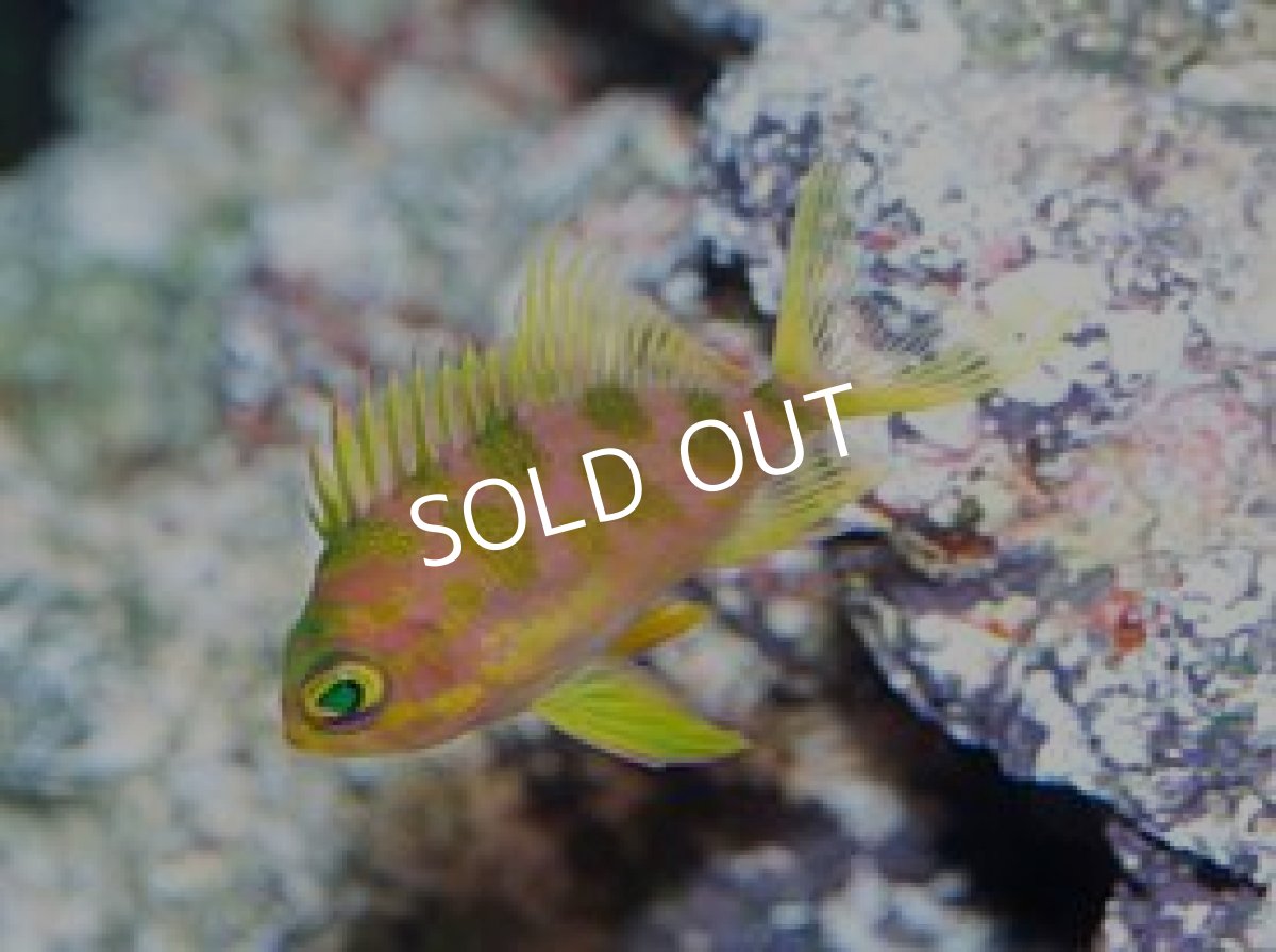 画像2: マダラハナダイ　ML (2)