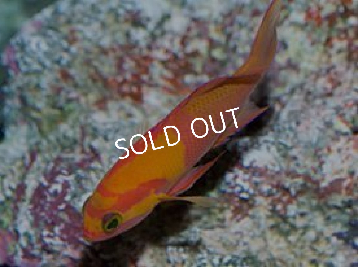 画像2: マイカズアンティアス(Pseudanthias mica)M (2)