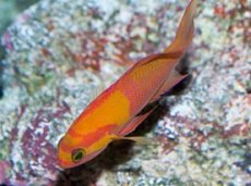 画像2: マイカズアンティアス（Pseudanthias mica）M (2)