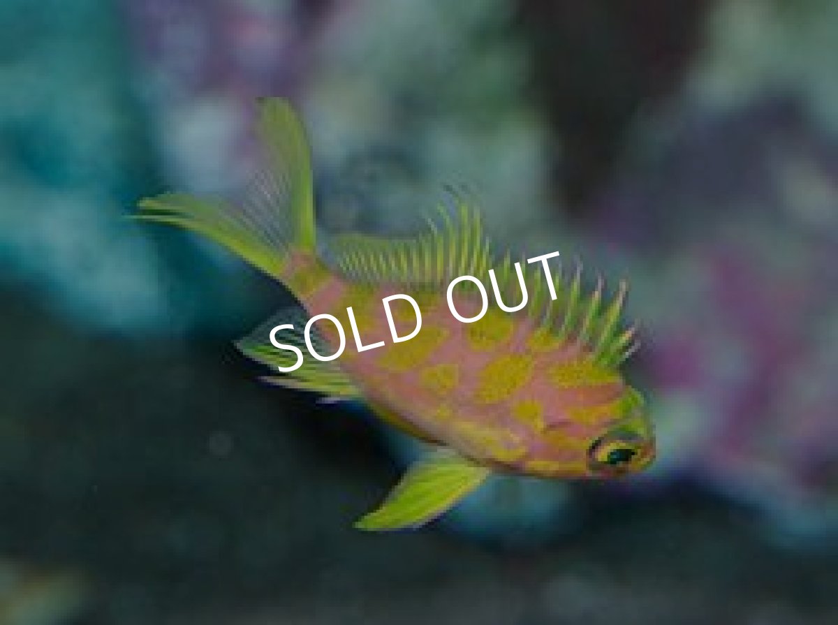 画像3: マダラハナダイ　ML (3)