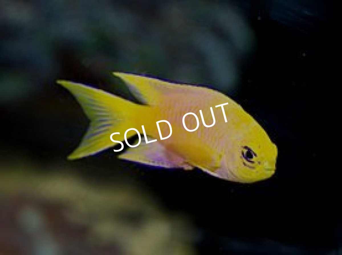 画像2: ■SALE■クック産 カナリーダムセル No.1 (2)