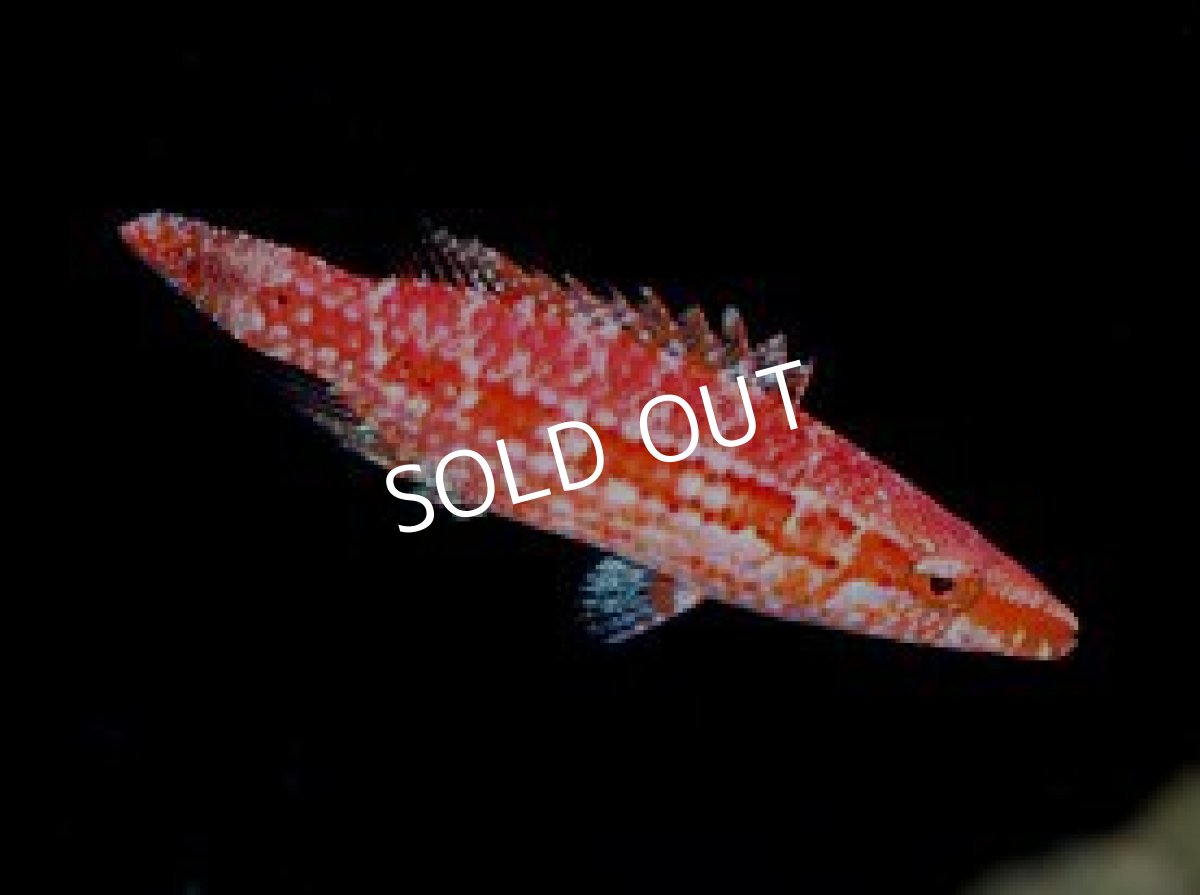 画像2: ■SALE■ バヌアツ産 カレドニアマオリラス (2)