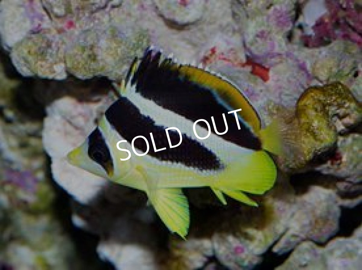 画像2: ■SALE■インディアンバタフライ (2)