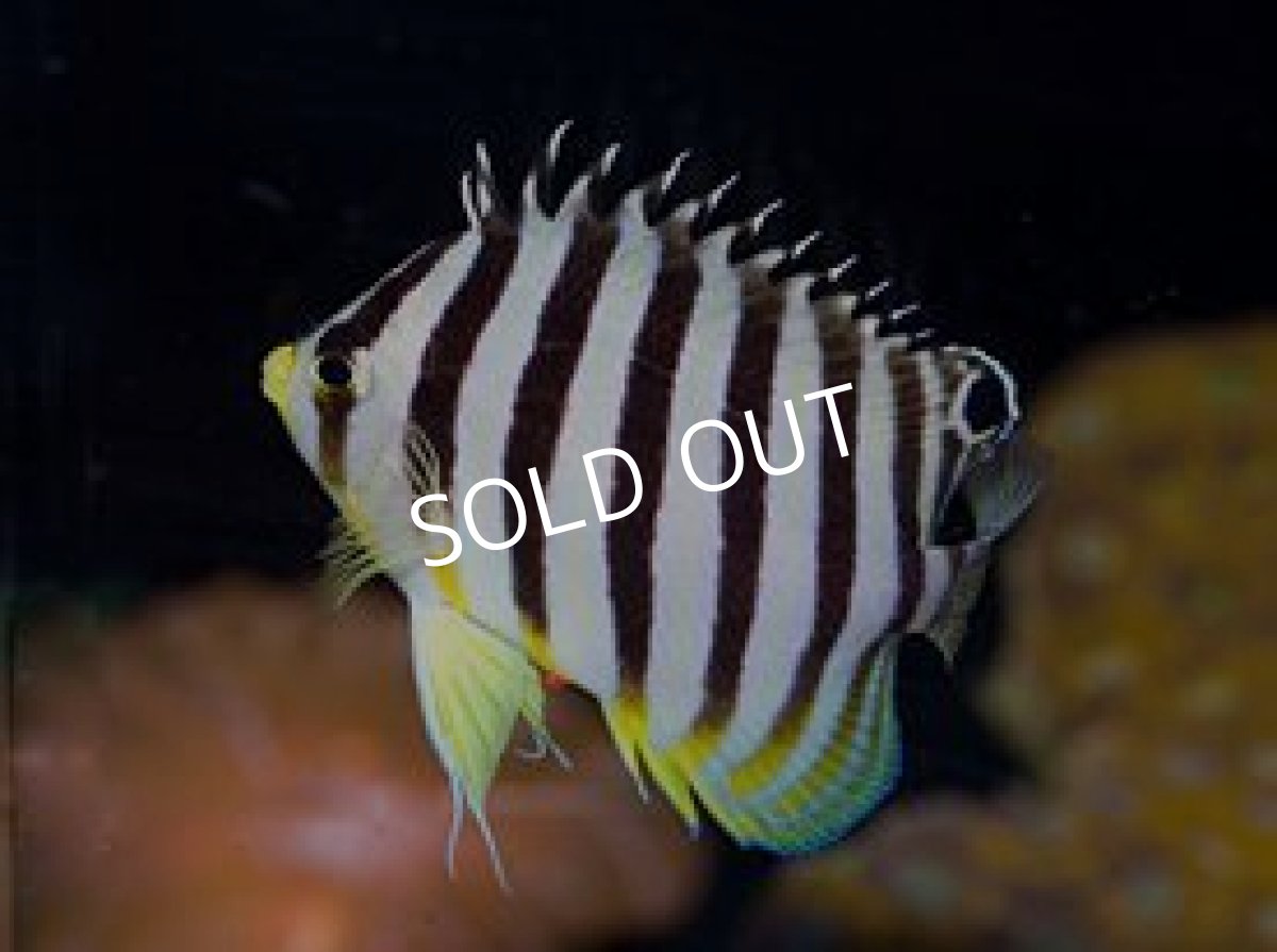 画像2: バヌアツ産 シマヤッコ No.1 (2)