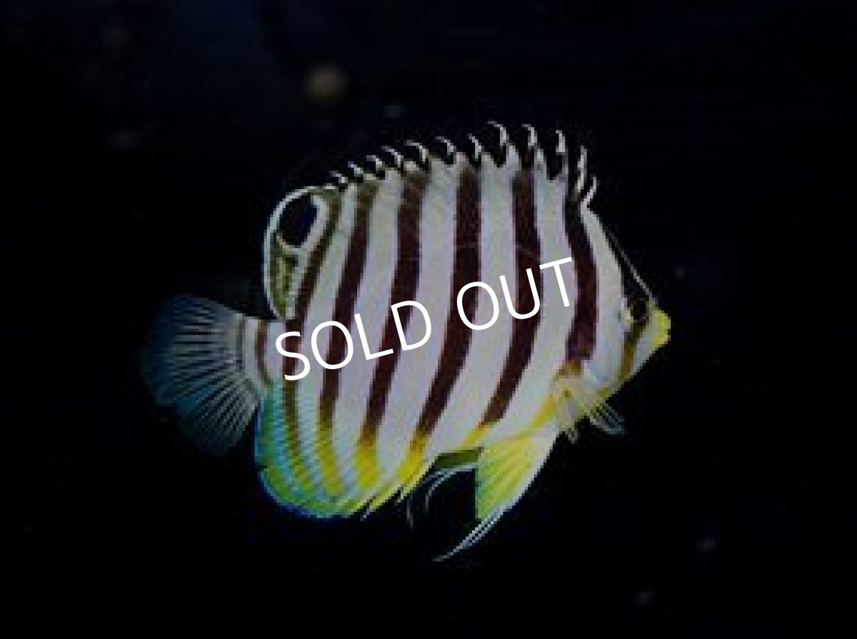 画像2: バヌアツ産 シマヤッコ No.2 (2)