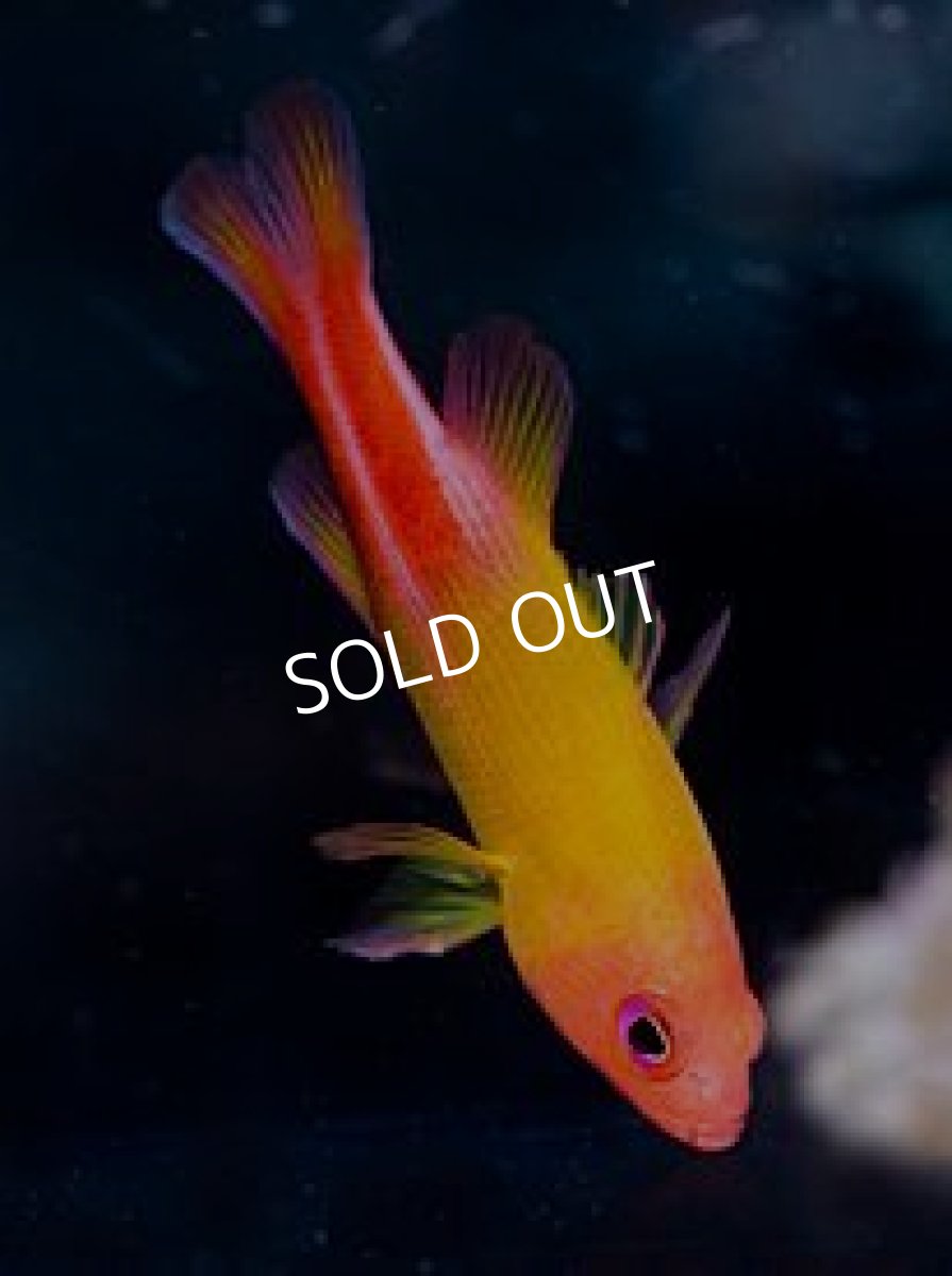 画像3: メニィストライプバスレット（イエロータイプ） (3)