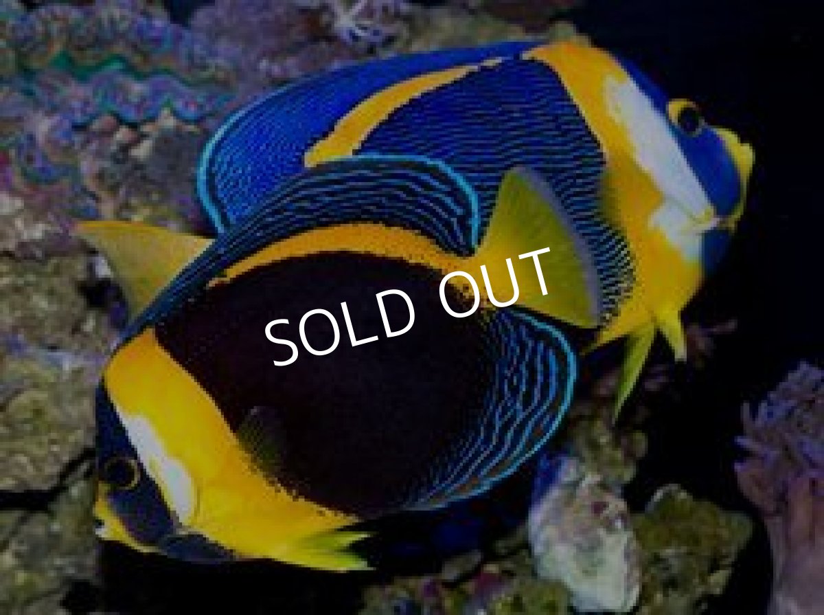 画像2: スクリブルドエンゼル アダルト ペア (2)