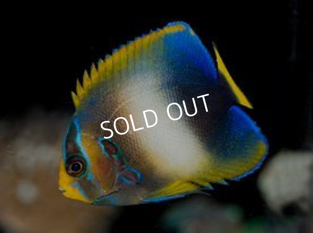 画像2: ウエストアフリカンエンゼル M (2)