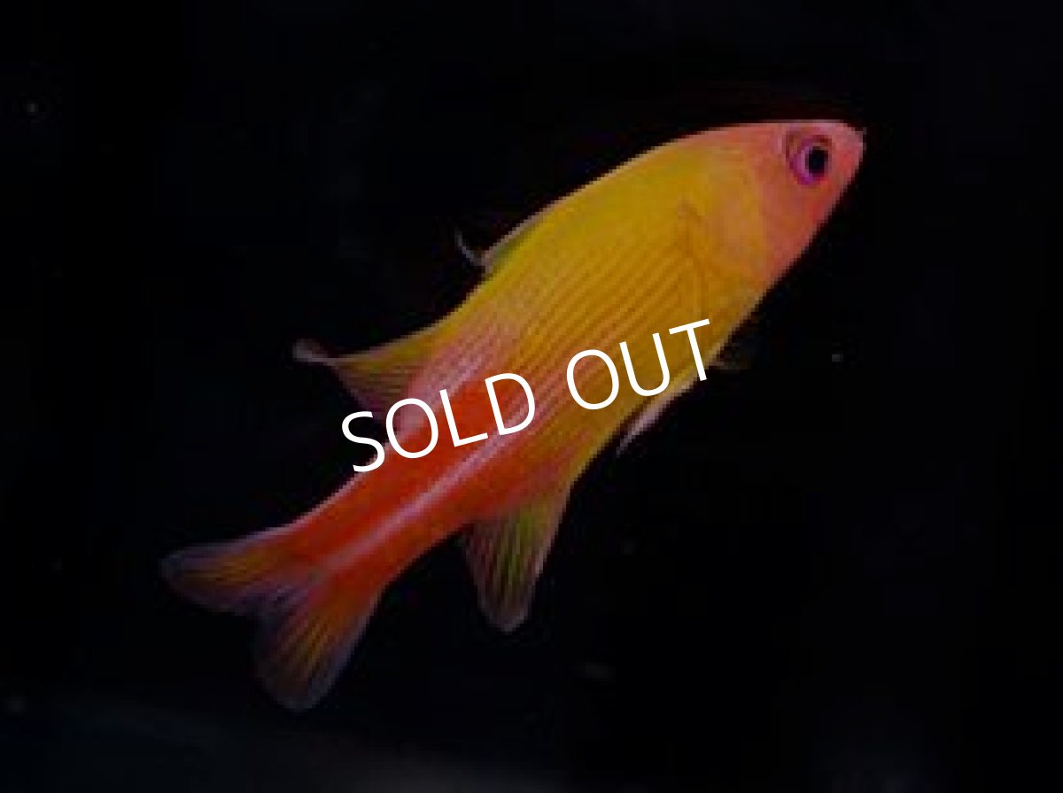 画像2: メニィストライプバスレット（イエロータイプ） (2)