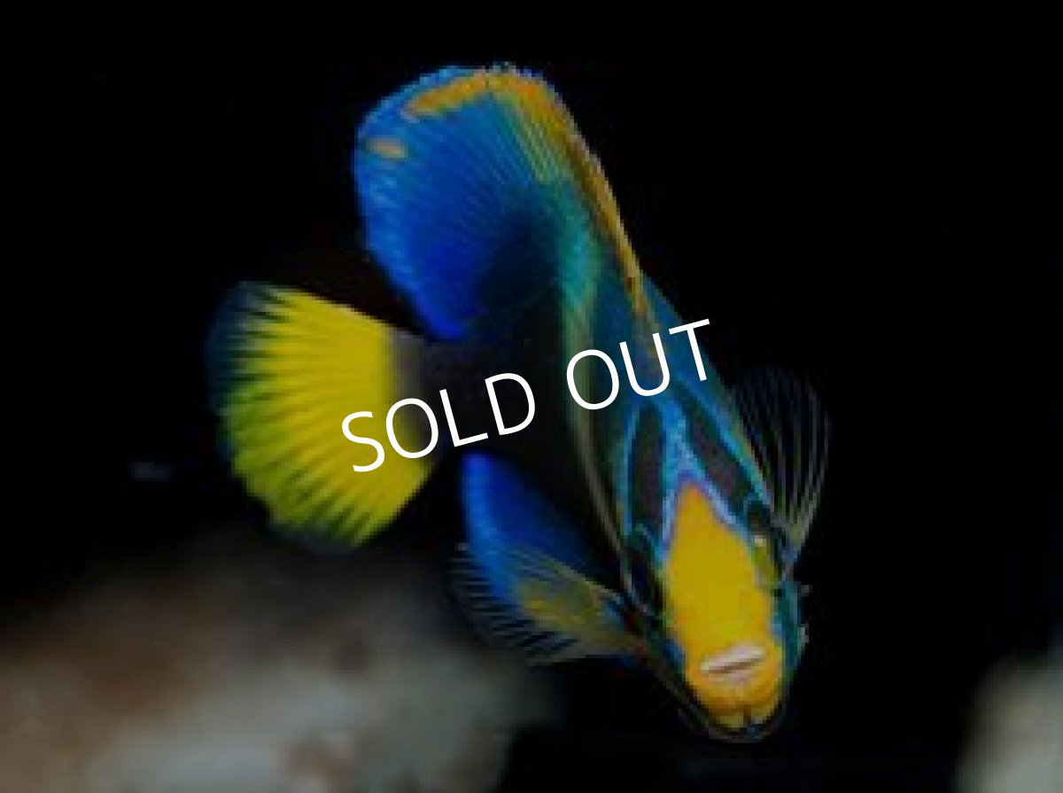 画像3: ウエストアフリカンエンゼル M (3)