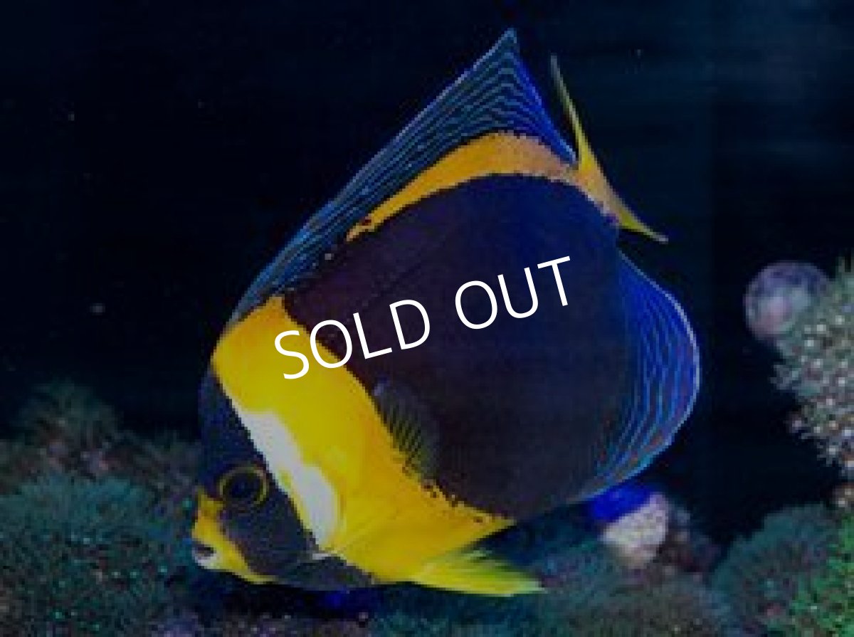 画像4: スクリブルドエンゼル アダルト ペア (4)