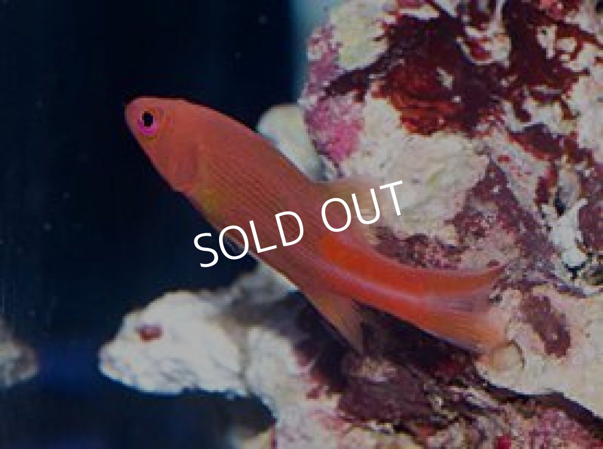 画像2: メニィストライプバスレット (2)