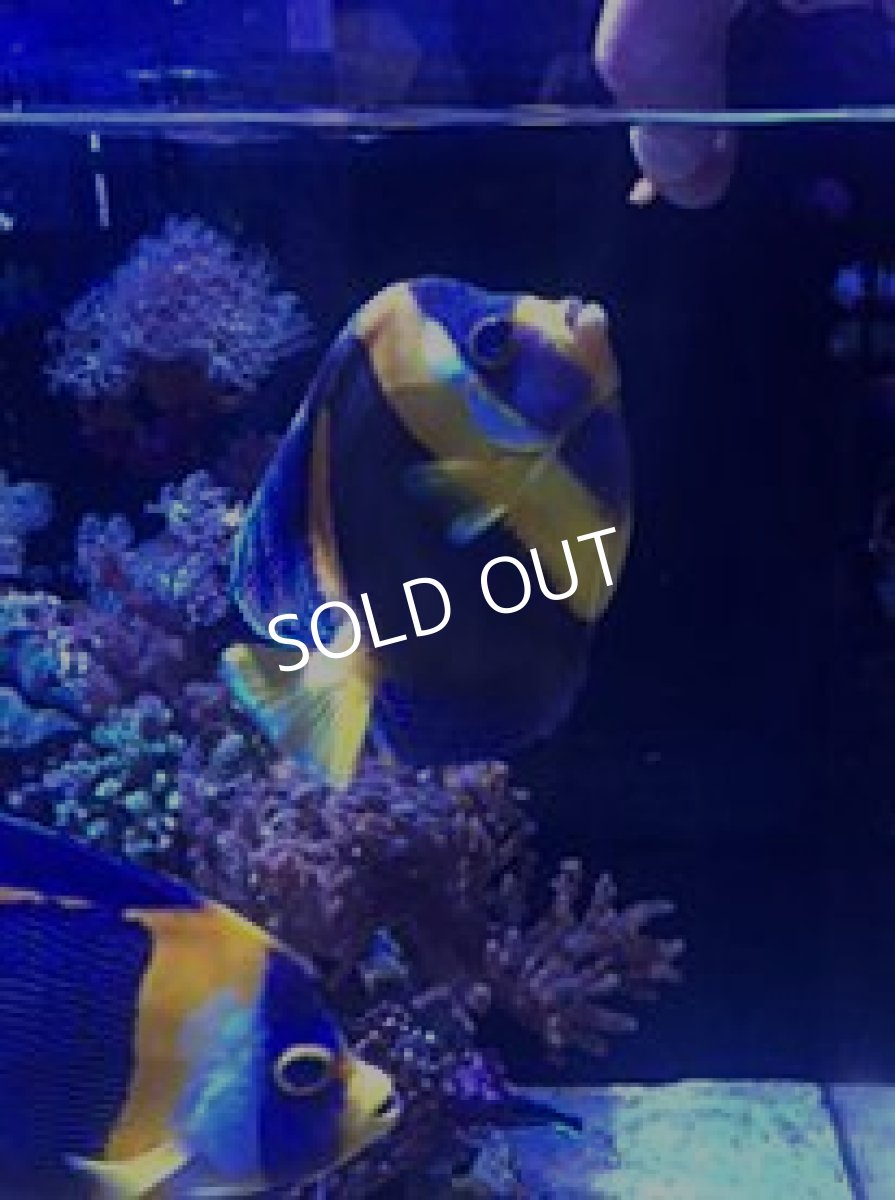 画像5: スクリブルドエンゼル アダルト ペア (5)