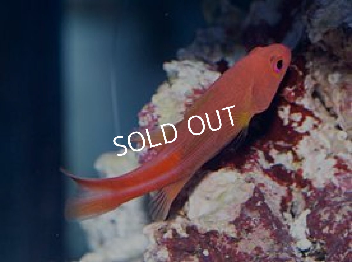 画像3: メニィストライプバスレット (3)