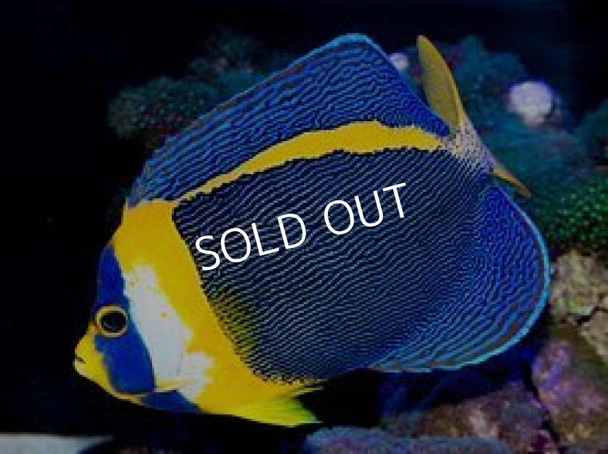 画像3: スクリブルドエンゼル アダルト ペア (3)