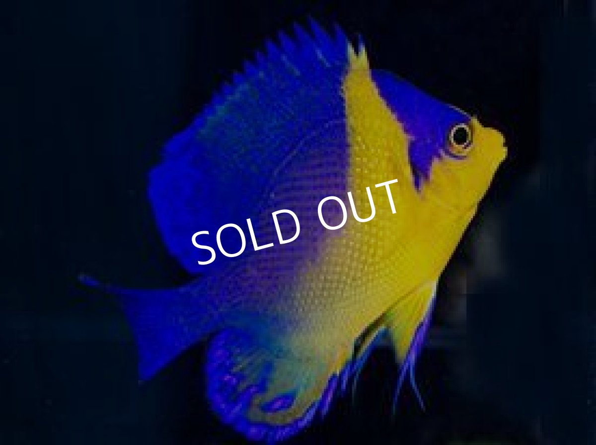 画像2: 八重山産 スミレヤッコ S (2)