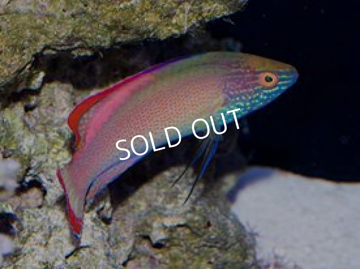 画像3: バヌアツ産ベニヒレイトヒキベラ L ペア (3)