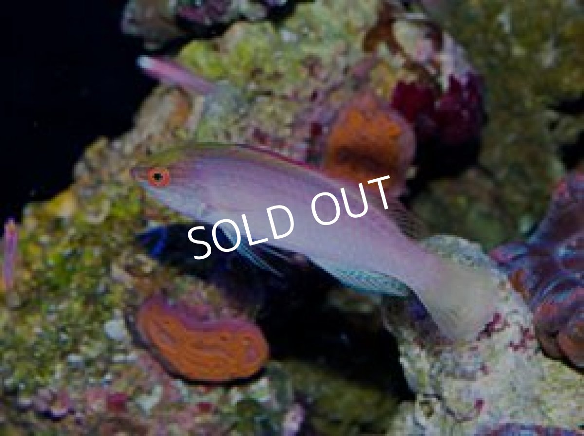 画像3: バヌアツ産ベニヒレイトヒキベラ LL ペア (3)