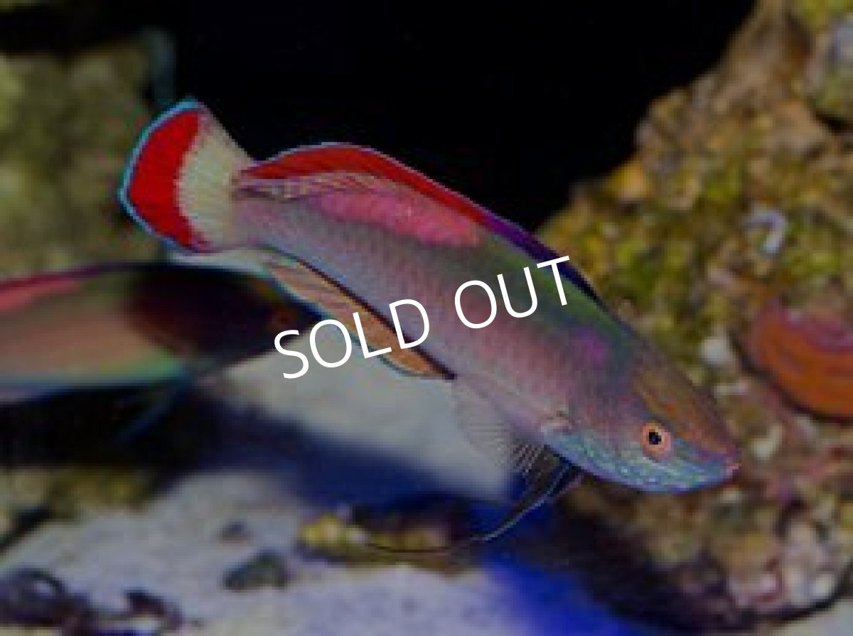 画像2: バヌアツ産ベニヒレイトヒキベラ LL ペア (2)