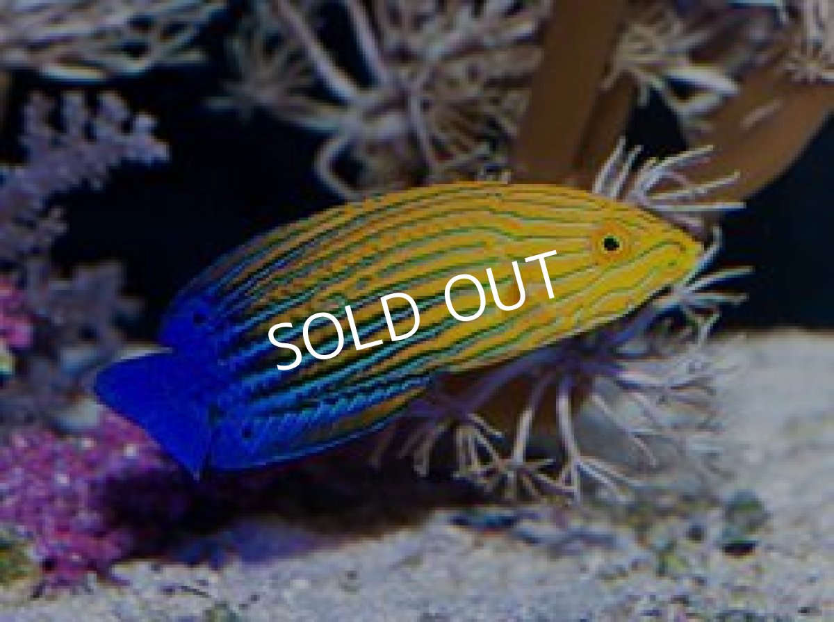 画像2: サウスシーズラス(フェミニンラス)♀  (2)