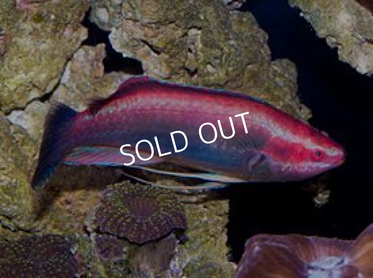 画像3: イトヒキベラ  L  伊豆産 (3)