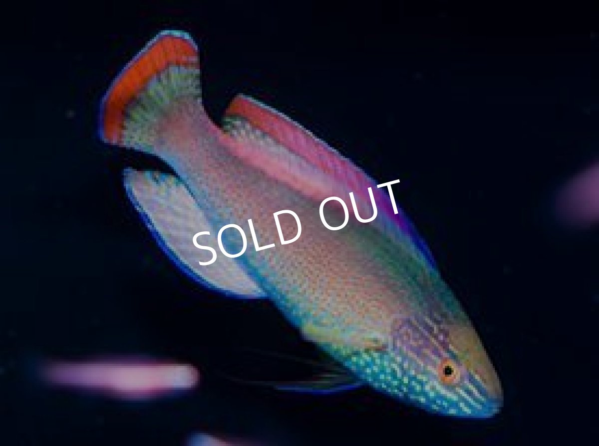 画像2: バヌアツ産ベニヒレイトヒキベラ L ペア (2)