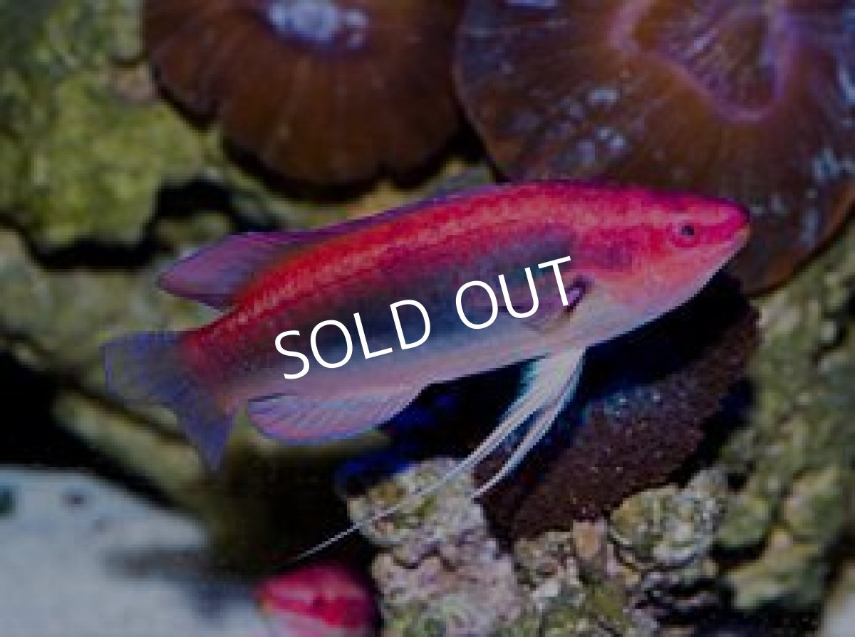 画像2: イトヒキベラ  L  伊豆産 (2)