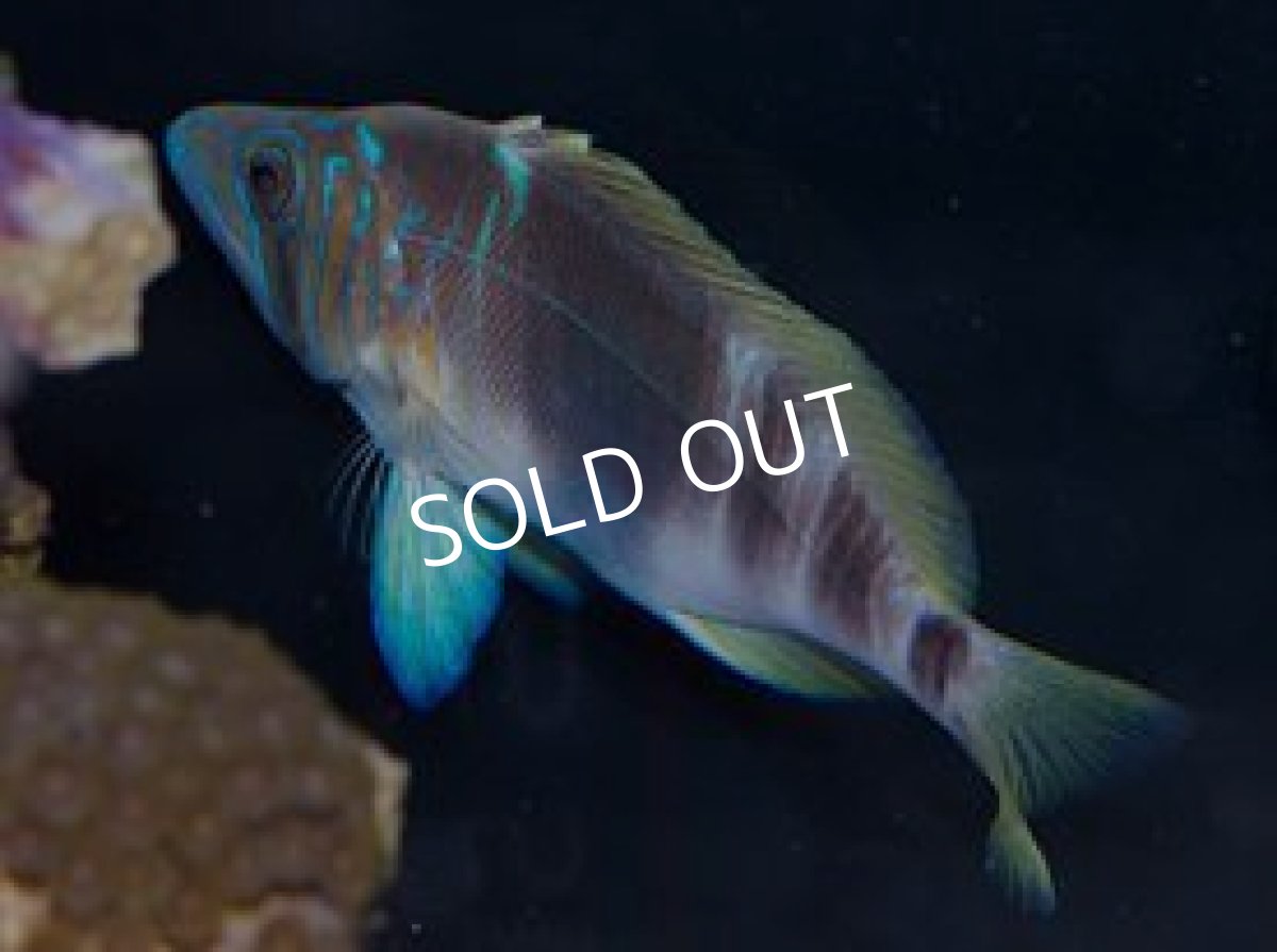 画像2: ◆SALE 30%off◆ハムレット(ハイブリッド個体?) (2)