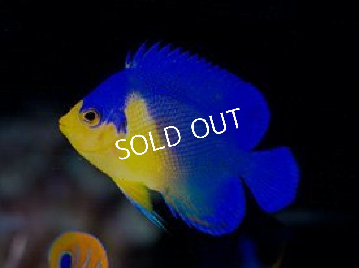 画像2: 八重山産 スミレヤッコ SM (2)