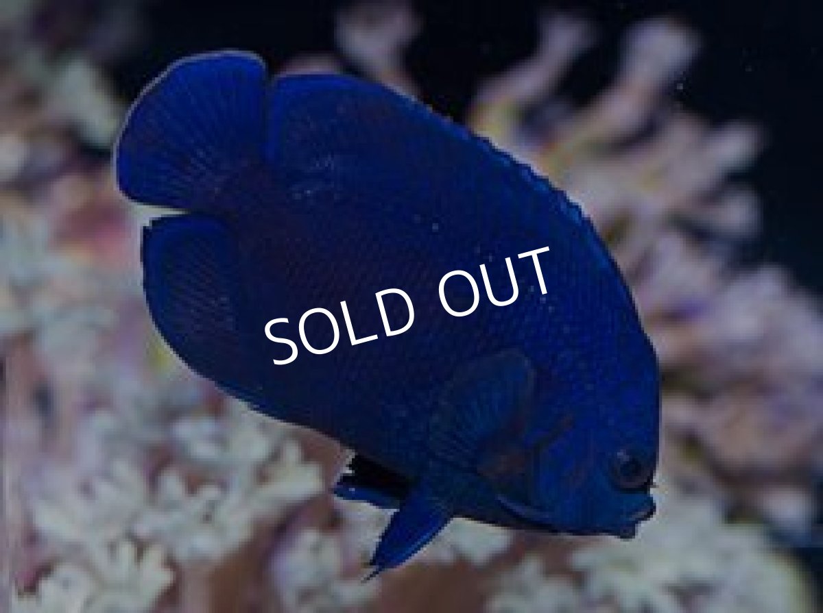 画像2: デボラーエンゼル(インディゴブルーエンゼル) (2)