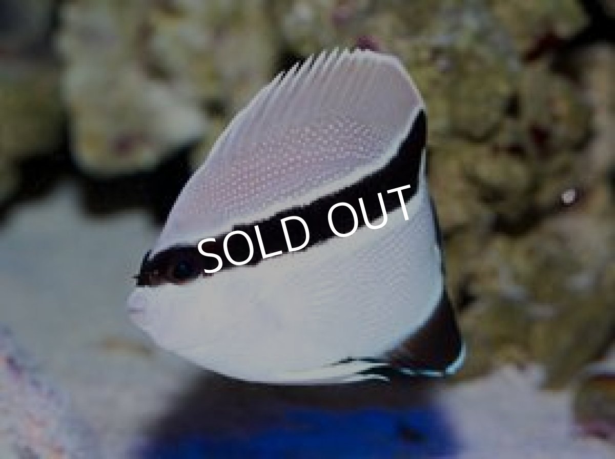 画像3: ブラックバンデットエンゼル SM (3)