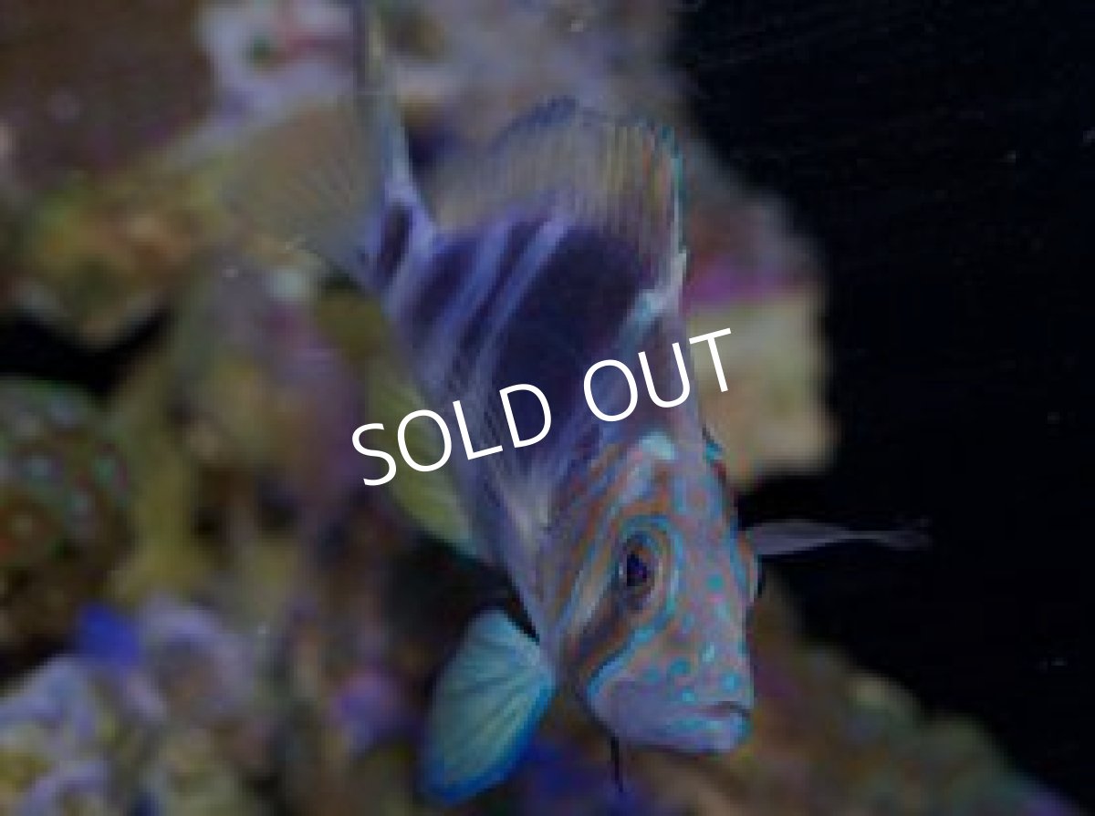 画像3: ◆SALE 30%off◆ハムレット(ハイブリッド個体?) (3)