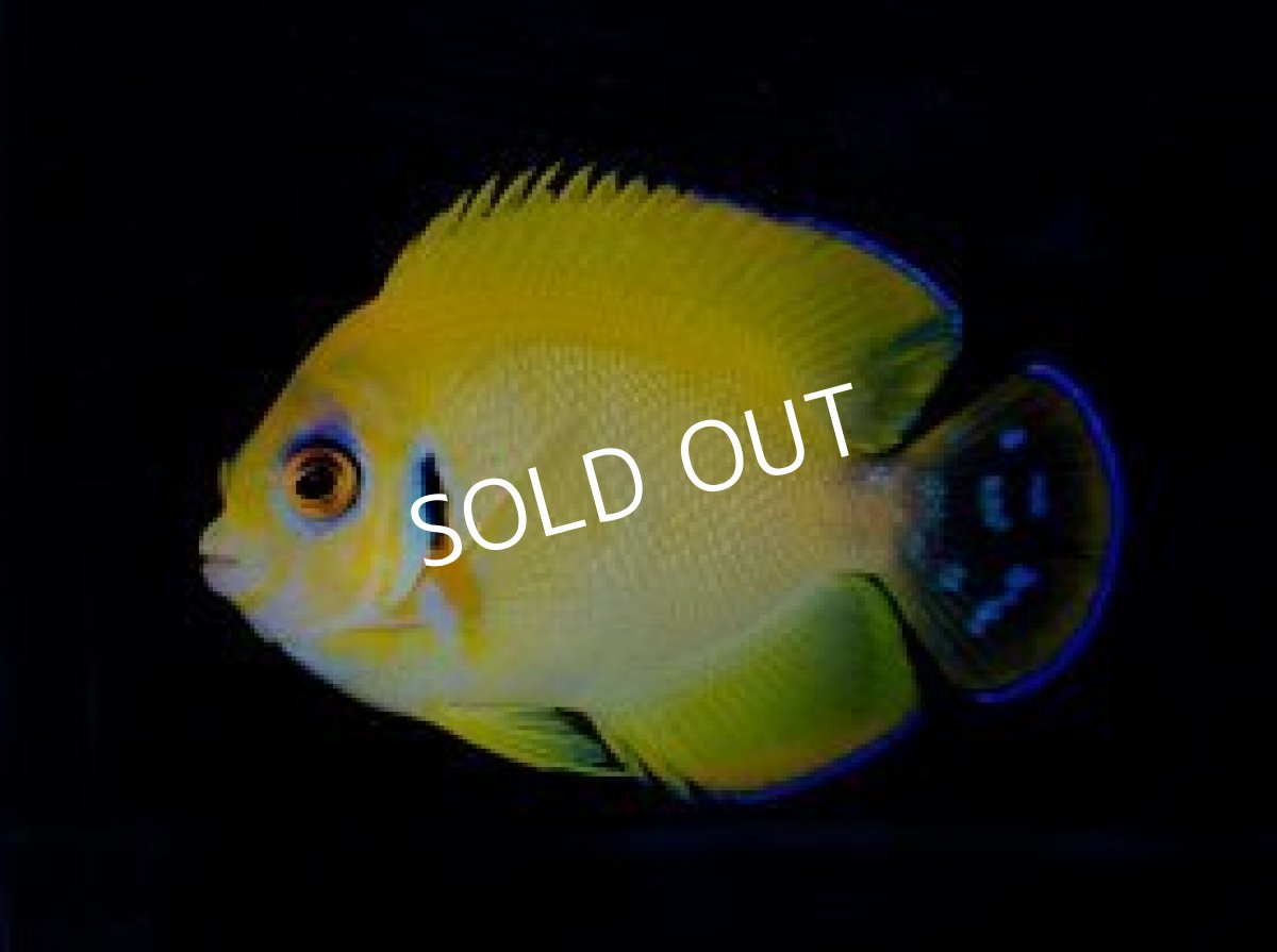 画像2: ■SALE■ナメラヤッコ×レモンピールエンゼル ブルースポット (2)