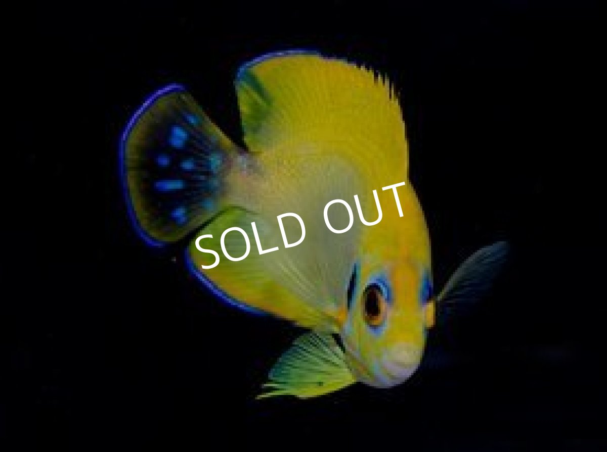 画像3: ■SALE■ナメラヤッコ×レモンピールエンゼル ブルースポット (3)