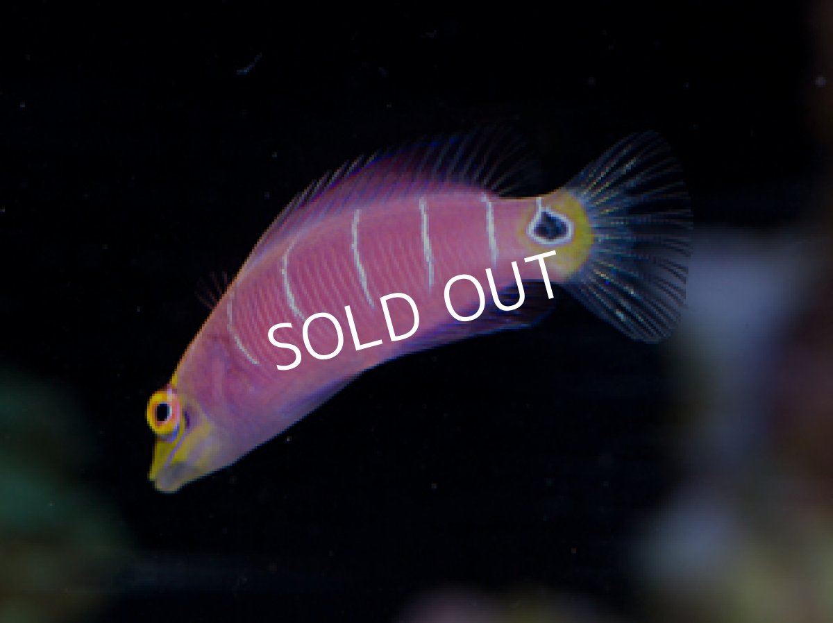 画像2: 八重山産　ヨコシマニセモチノウオ（オセレイトラス） (2)