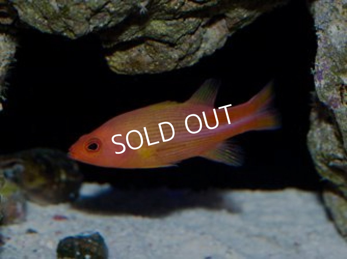 画像2: ■SALE■メニィストライプバスレット　ペア (2)