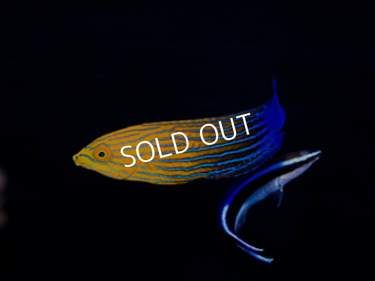 画像2: サウスシーズラス（フェミニンラス）♀  (2)