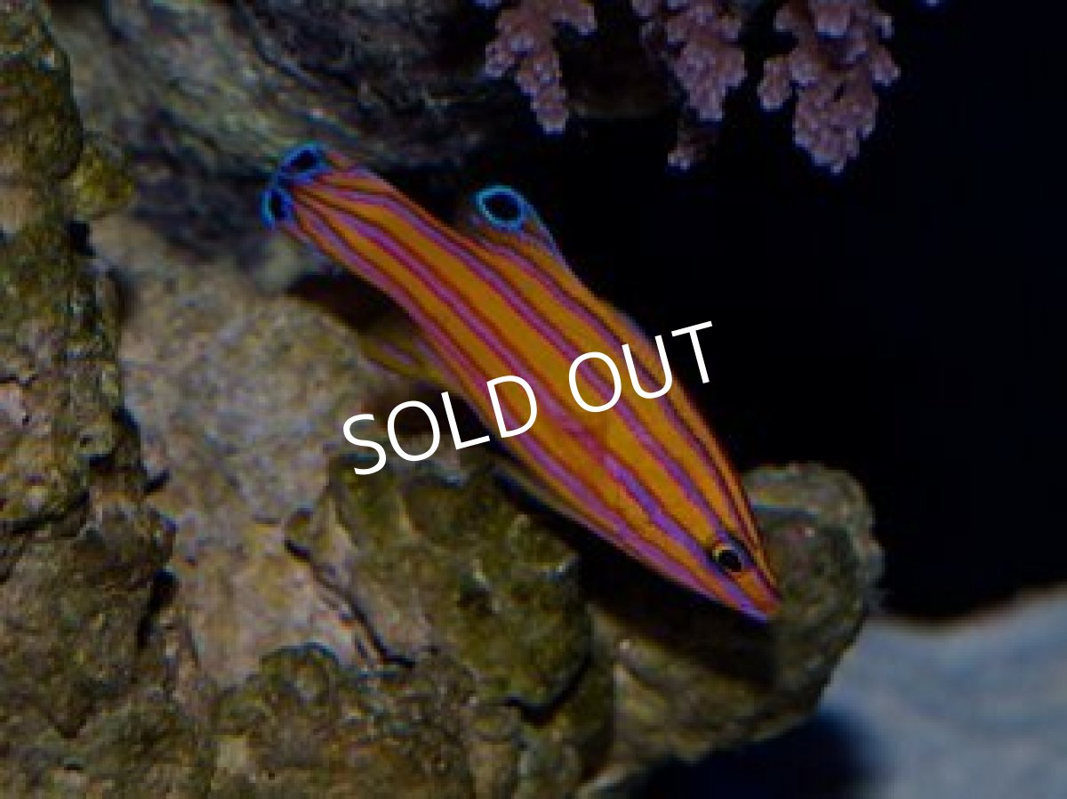 画像2: キャンディバスレット (2)