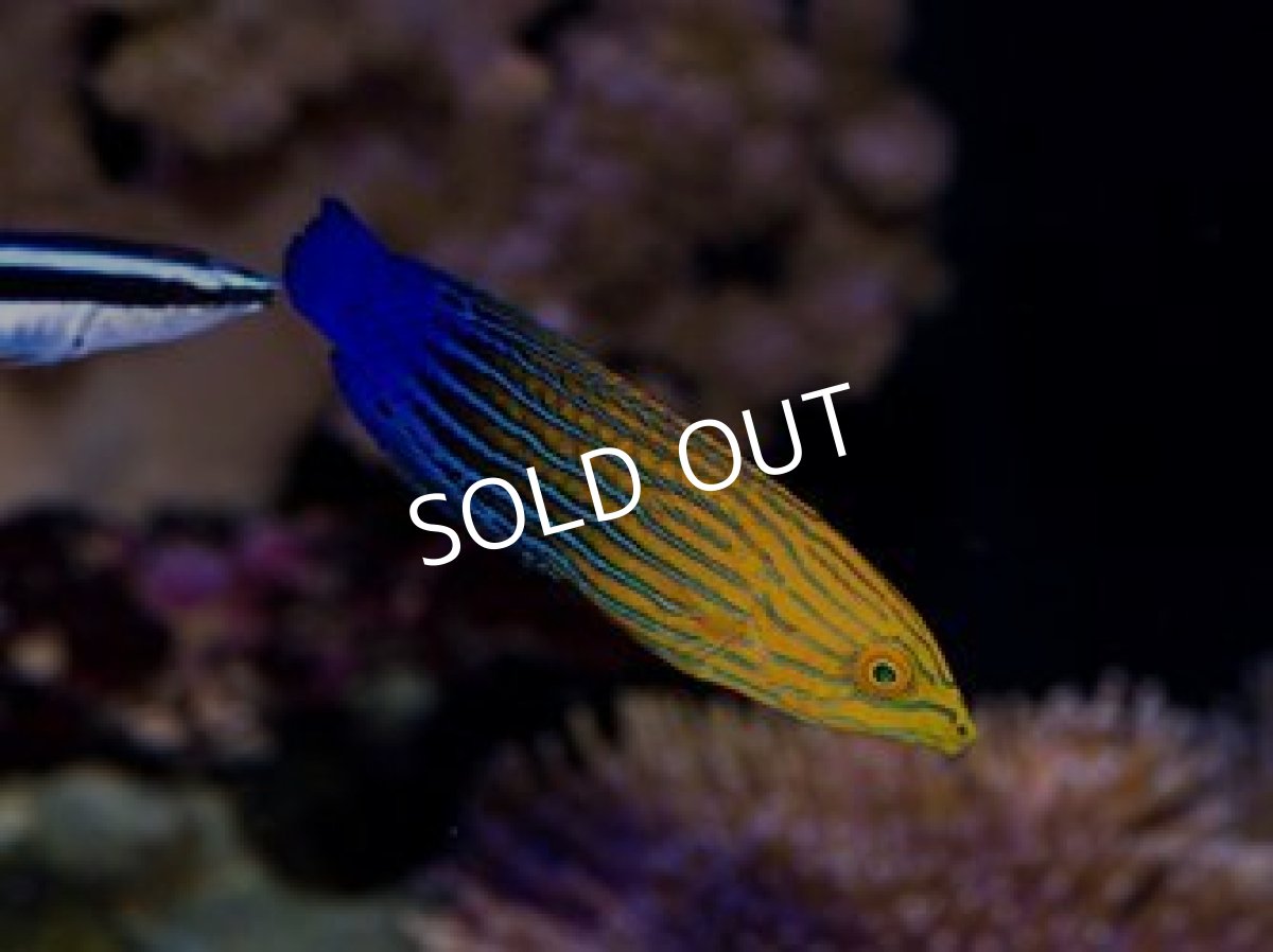 画像3: サウスシーズラス（フェミニンラス）♀  (3)