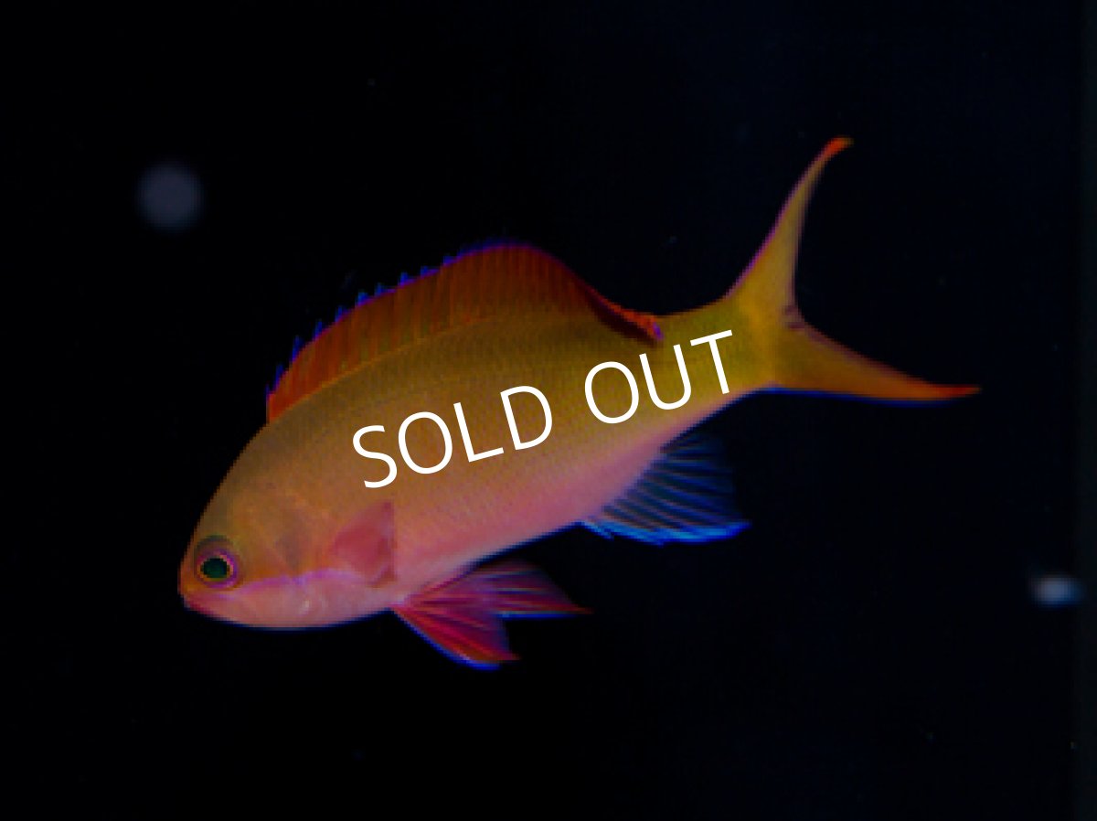 画像2: モーレアアンティアス (2)