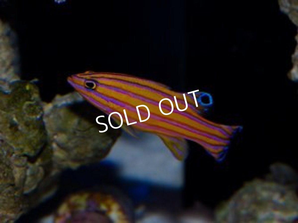 画像3: キャンディバスレット (3)