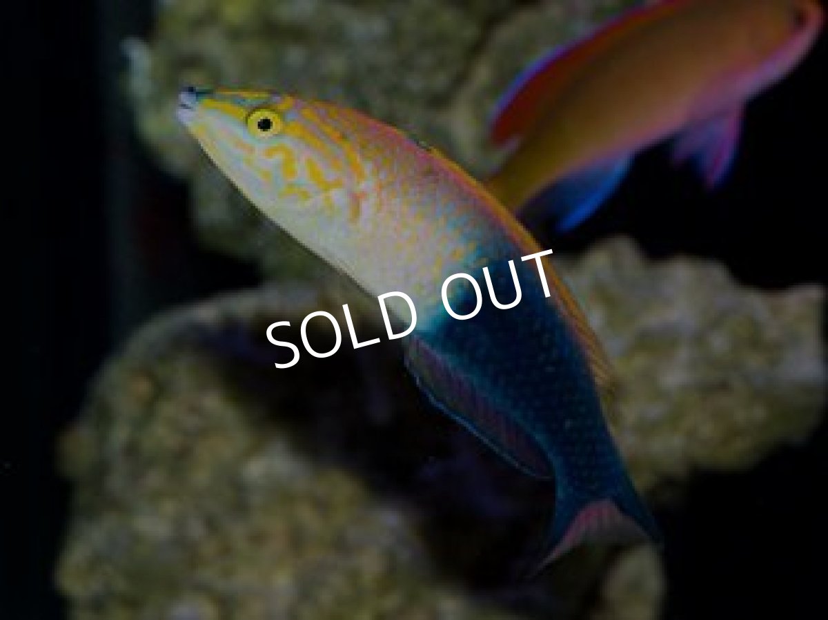 画像2: アタバイラス ♂♀  Pseeudojuloides atavai (2)