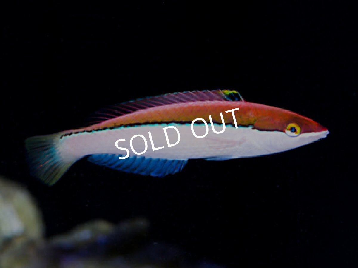 画像3: アタバイラス ♂♀  Pseeudojuloides atavai (3)