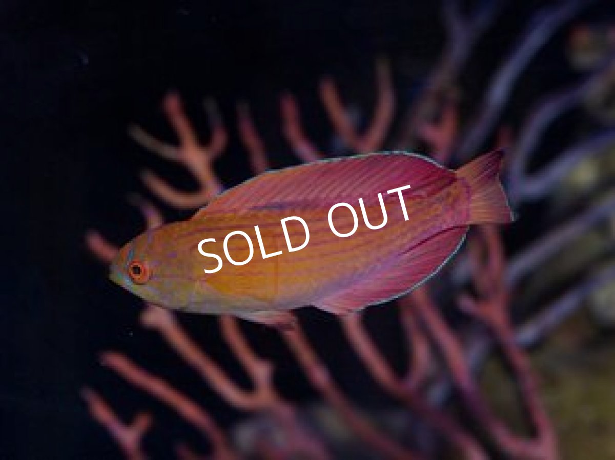 画像2: ■SALE■エイトラインラス ♂.♀ (2)