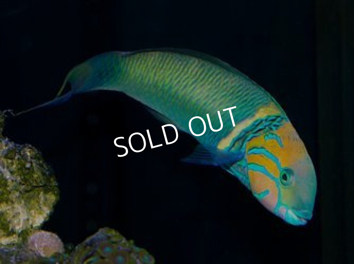 画像2: ゴールドバーラス　♂ (2)