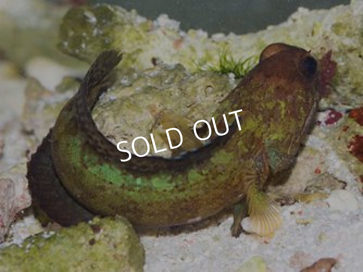 画像2: ■SALE■オーシャンブルージョーフィッシュ (2)