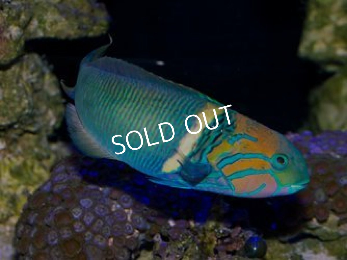 画像3: ゴールドバーラス　♂ (3)