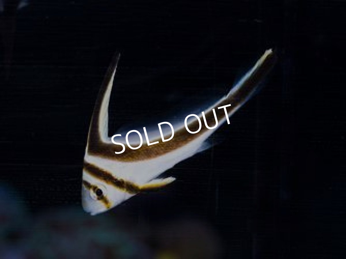 画像2: ジャックナイフフィッシュ 未成魚 (2)