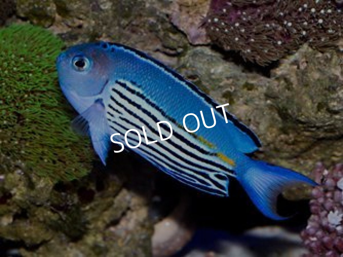 画像2: ■SALE■ニューカレドニア産ヒレナガヤッコ ペア (2)